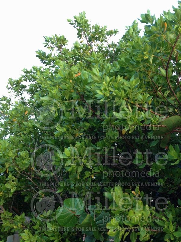 Conocarpus erectus (Buttonwood)  3 