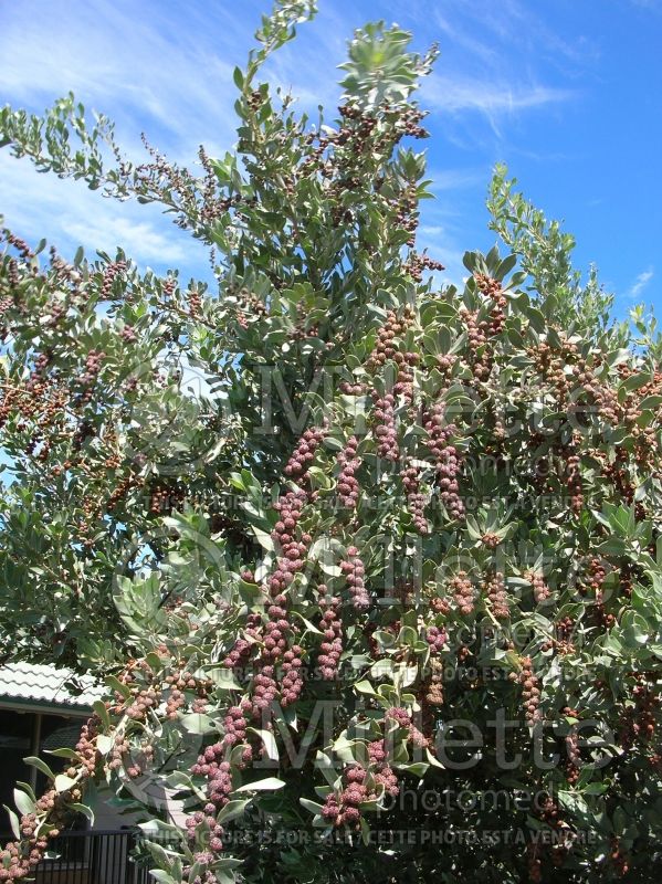 Conocarpus erectus (Buttonwood) 1 