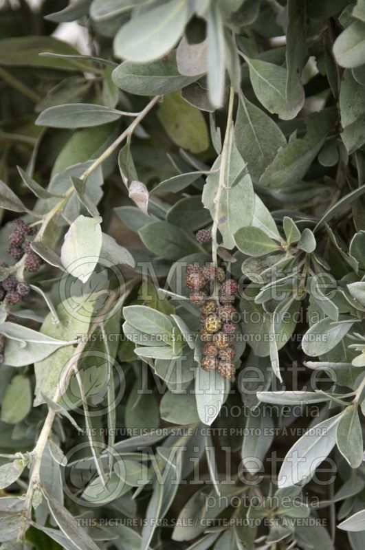 Conocarpus erectus var. sericeus (Silver Buttonwood)  2 