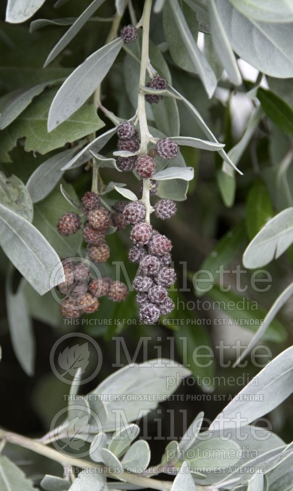 Conocarpus erectus var. sericeus (Silver Buttonwood)  1 