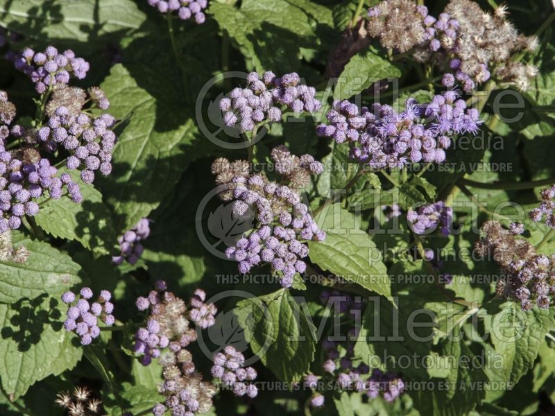 Conoclinium coelestinum (blue mistflower) 3 