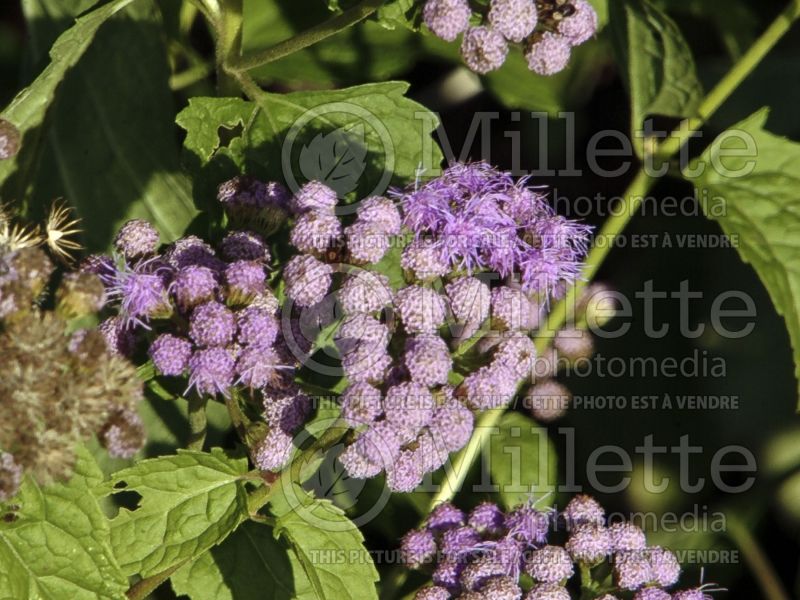 Conoclinium coelestinum (blue mistflower) 4 