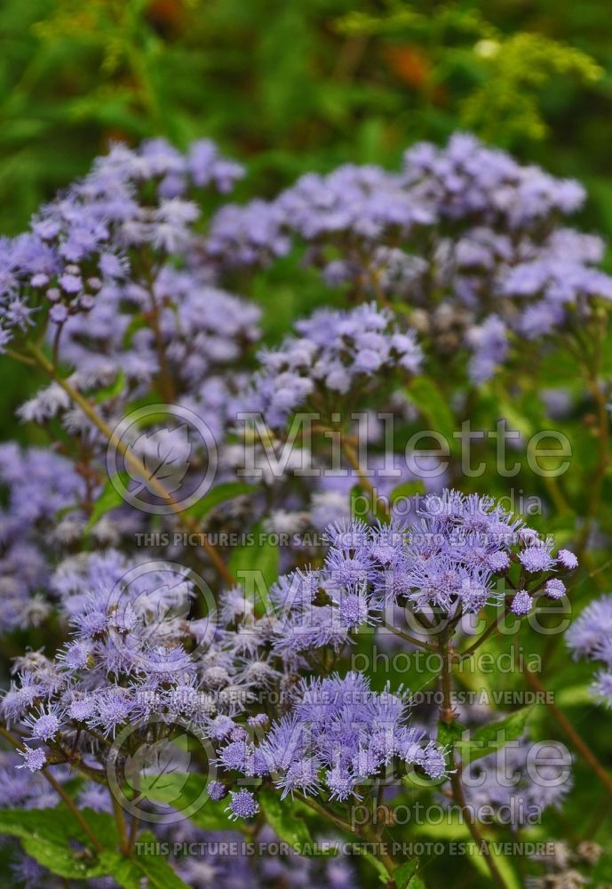 Conoclinium coelestinum (blue mistflower) 5 