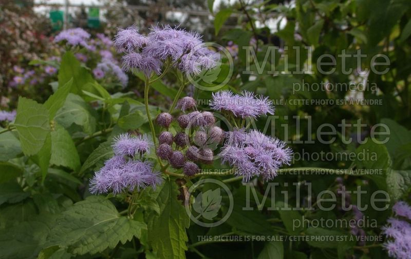 Conoclinium coelestinum (blue mistflower) 1 