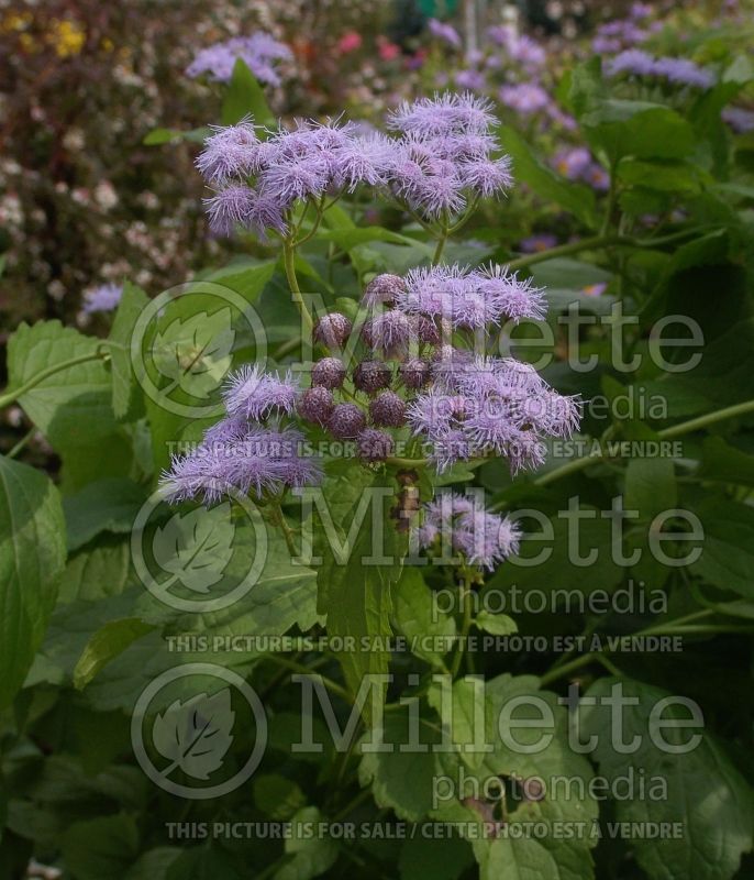 Conoclinium coelestinum (blue mistflower) 2 