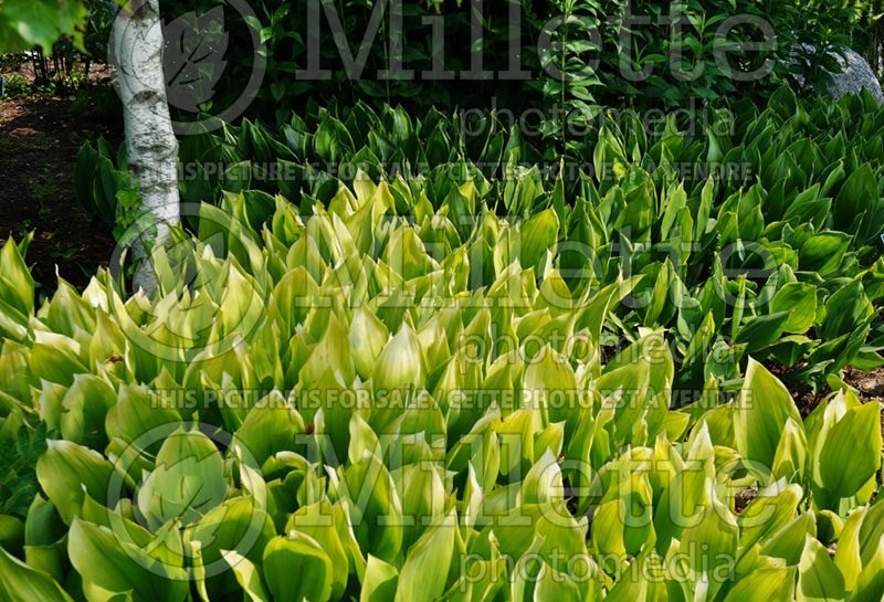 Convallaria Fernwood's Golden Slippers (Lily of the Valley) 2