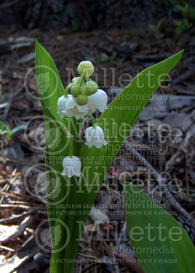 Convallaria majalis (Lily of the valley)  3