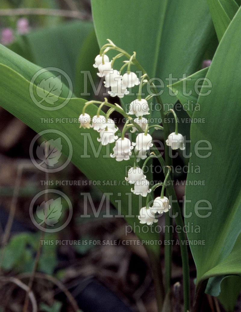 Convallaria majalis (Lily of the valley)  8