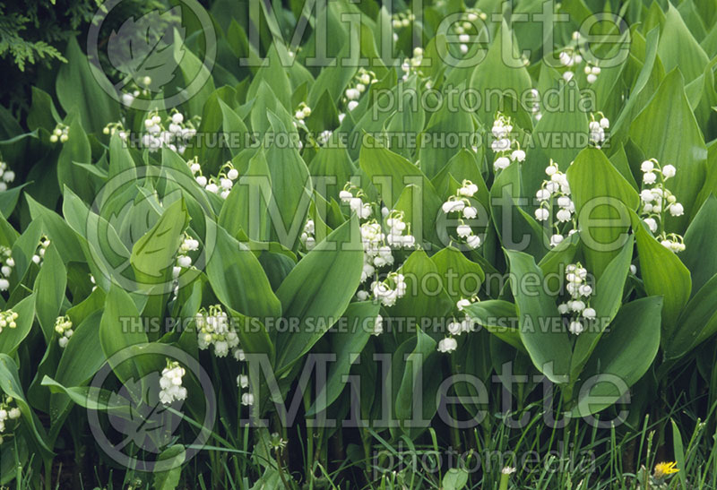 Convallaria majalis (Lily of the valley)  6