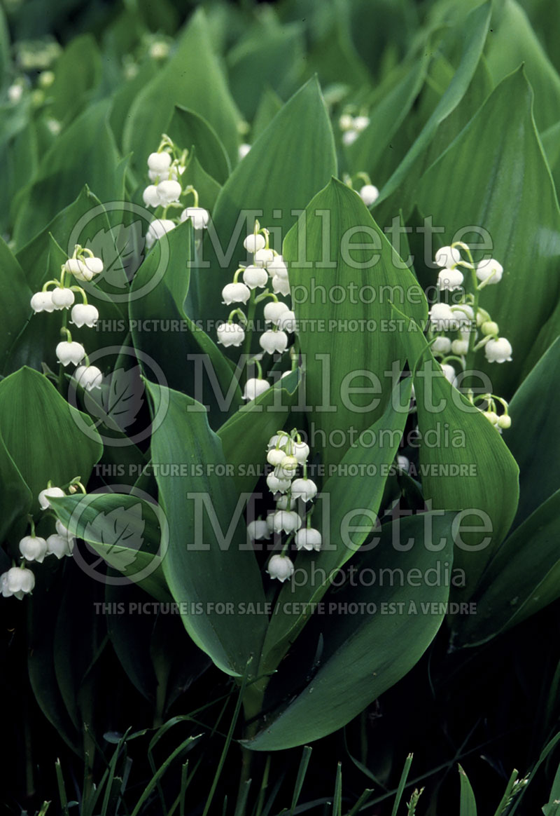 Convallaria majalis (Lily of the valley)  5