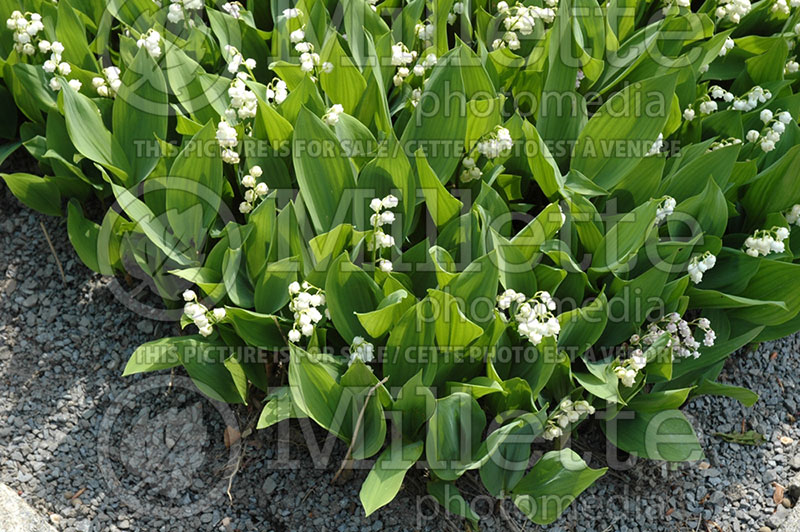 Convallaria majalis (Lily of the valley)  9