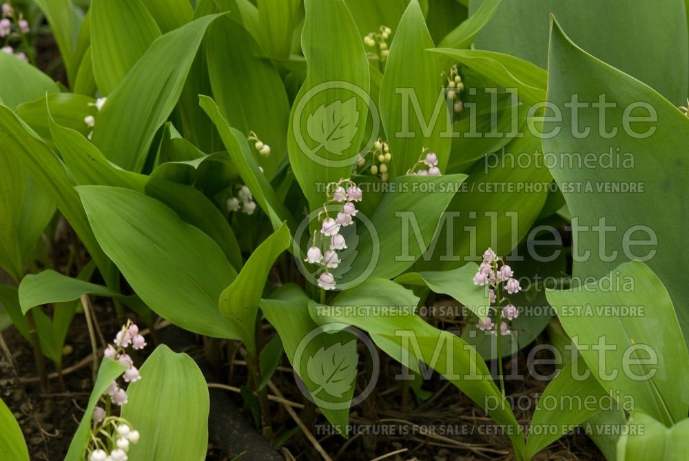 Convallaria Rosea (Lily of the Valley)  1