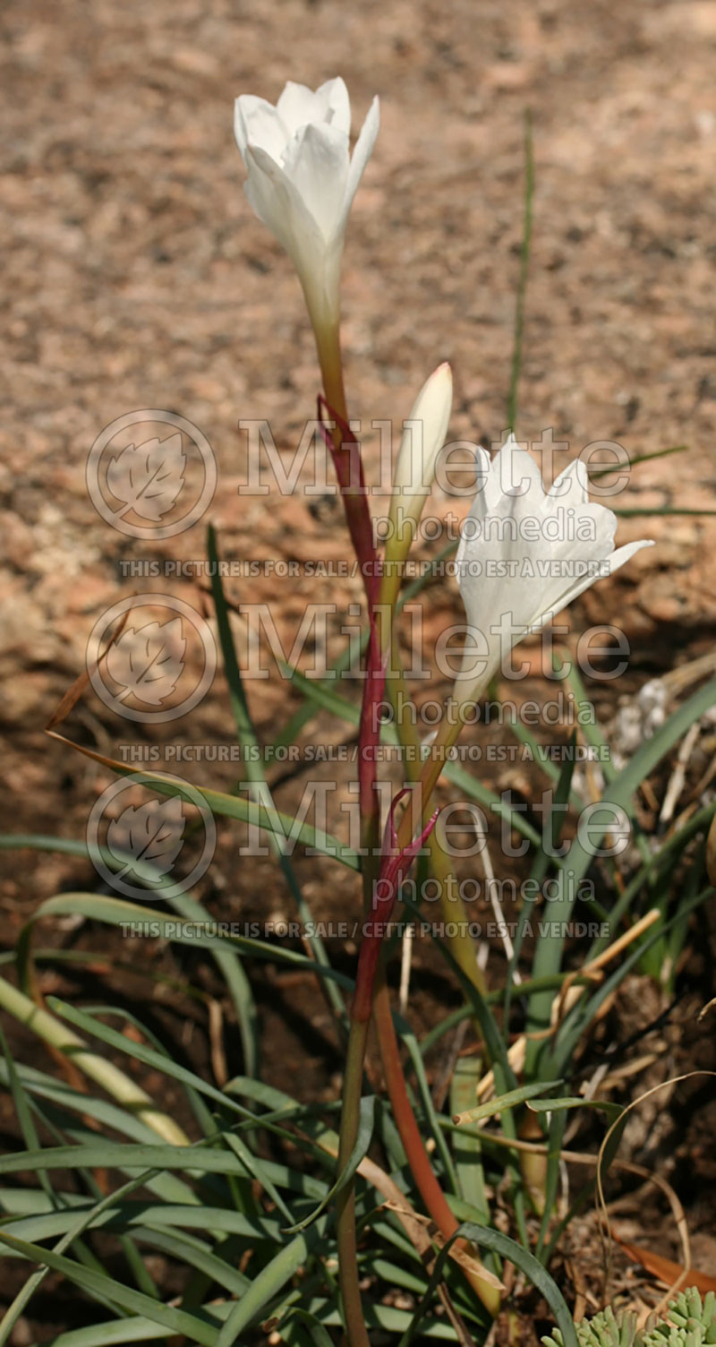 Cooperia pedunculata or Zephyranthes drummondii (Prairie lily, Rain lily) 1