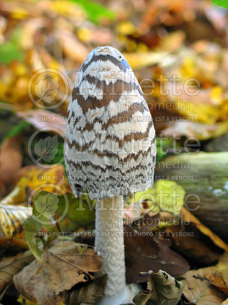 Coprinus picaceus (Magpie Inkcap mushroom) (Poisonous mushroom) 10 