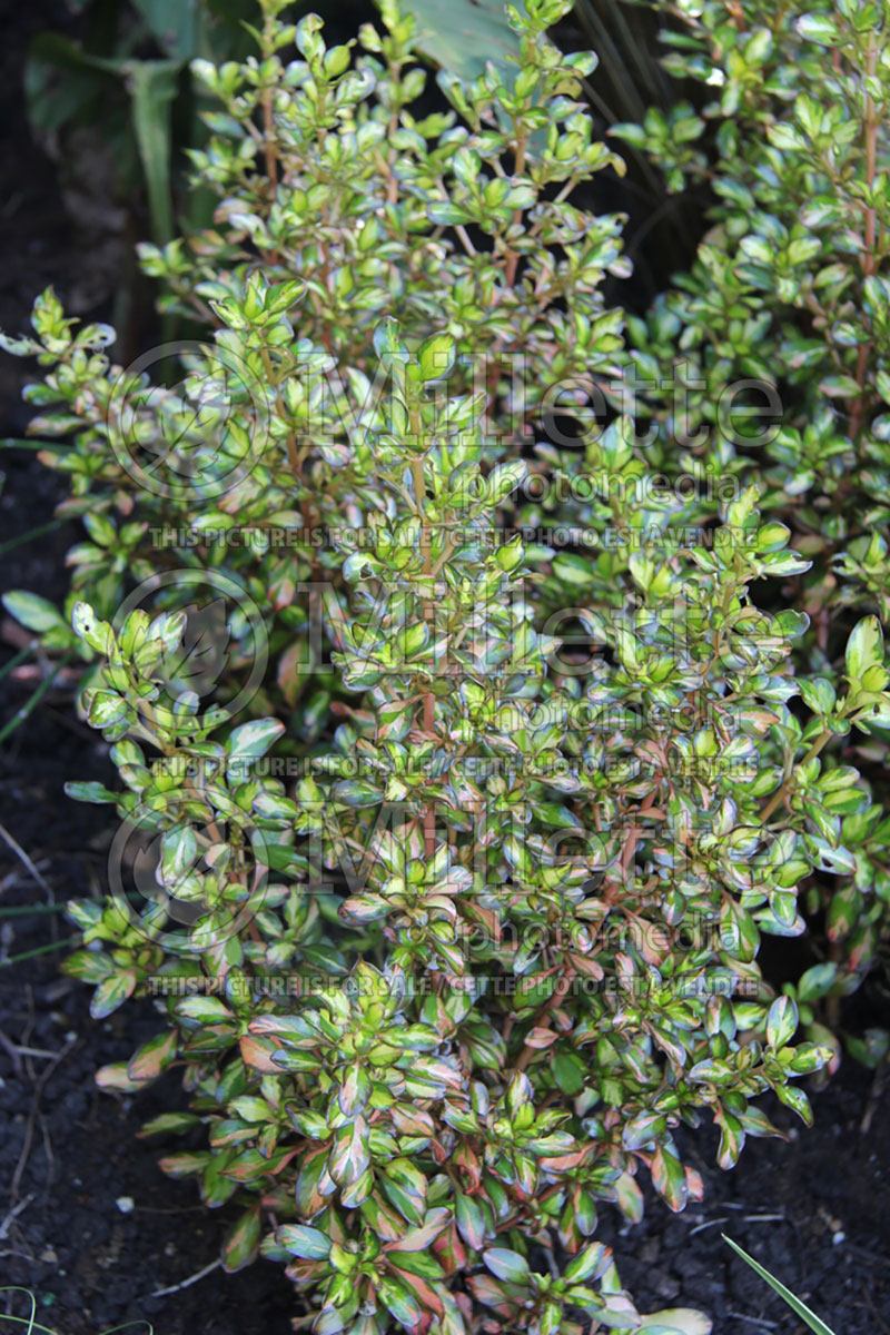 Coprosma Evening Glow (Australian Mirror Bush) 2  