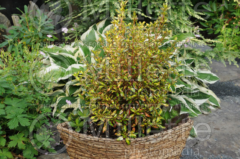 Coprosma Evening Glow (Australian Mirror Bush) 1 