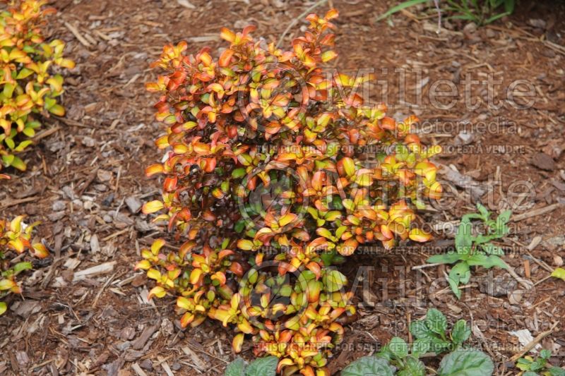 Coprosma Evening Glow (Australian Mirror Bush) 4 