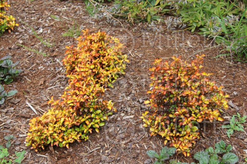 Coprosma Evening Glow (Australian Mirror Bush) 5 