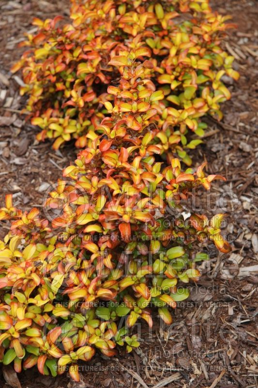 Coprosma Evening Glow (Australian Mirror Bush) 6 