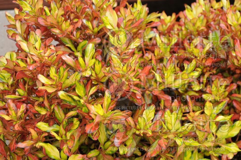 Coprosma Golden Glow (Australian Mirror Bush) 1 