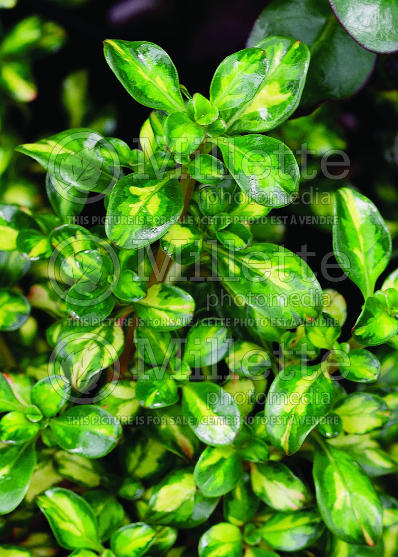 Coprosma Lemon and Lime (Australian Mirror Bush) 1 