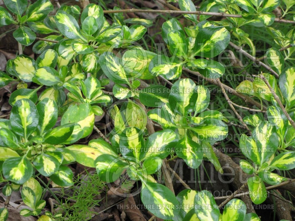 Coprosma Variegata (Australian Mirror Bush) 1 