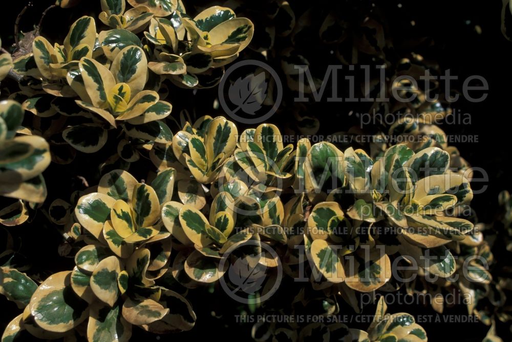 Coprosma Variegata (Australian Mirror Bush) 2 