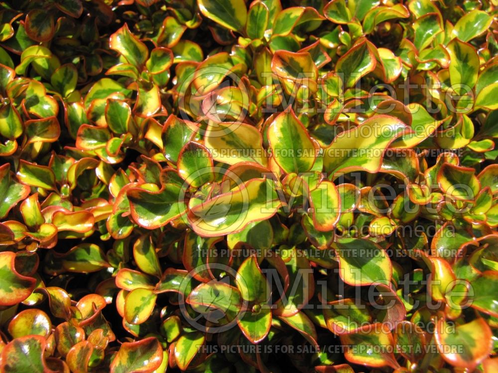 Coprosma Variegata (Australian Mirror Bush) 3 