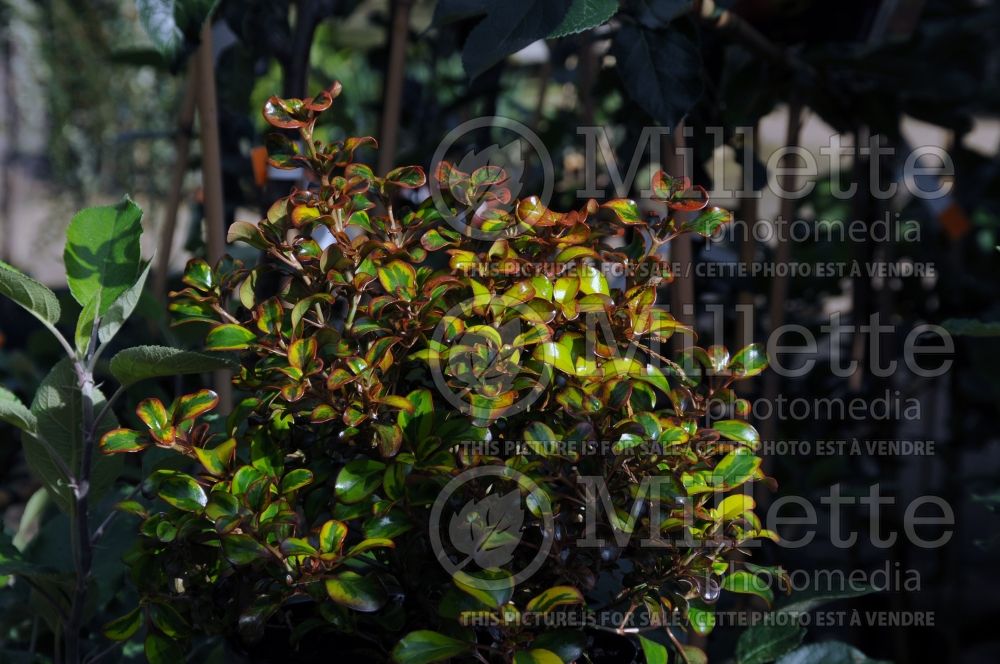 Coprosma Tequila Sunrise  (Australian Mirror Bush) 1 