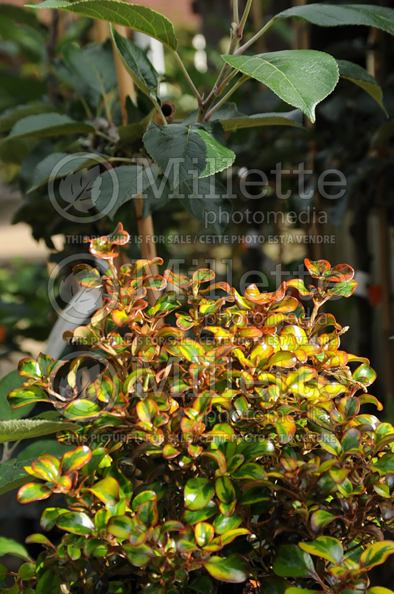 Coprosma Tequila Sunrise  (Australian Mirror Bush) 2 