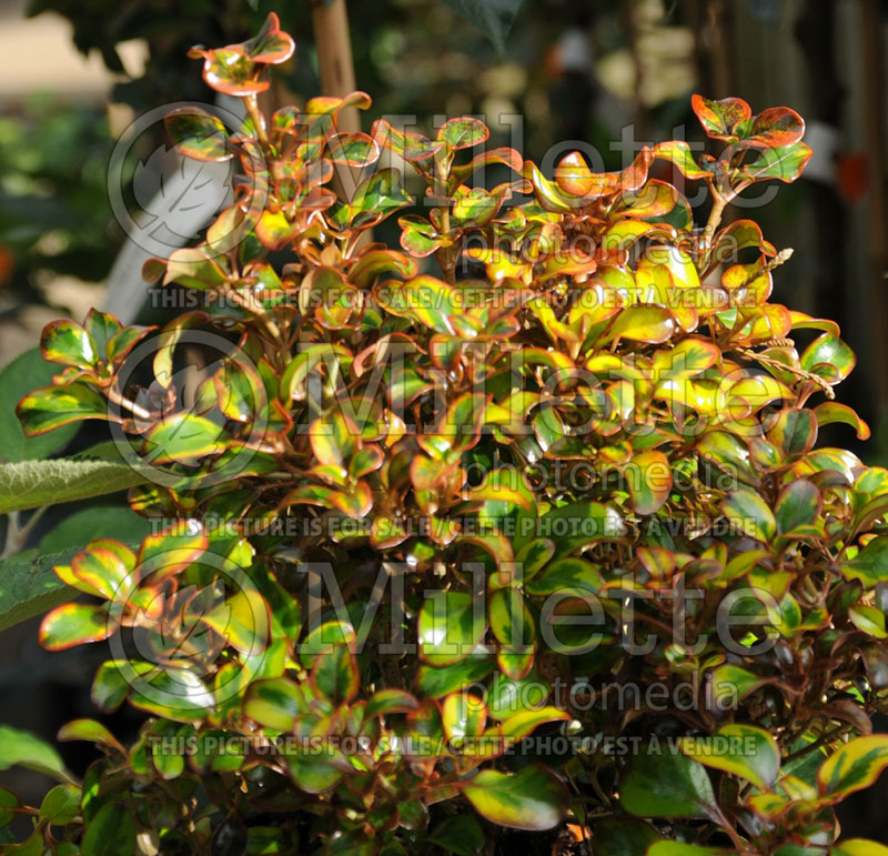 Coprosma Tequila Sunrise  (Australian Mirror Bush) 3 