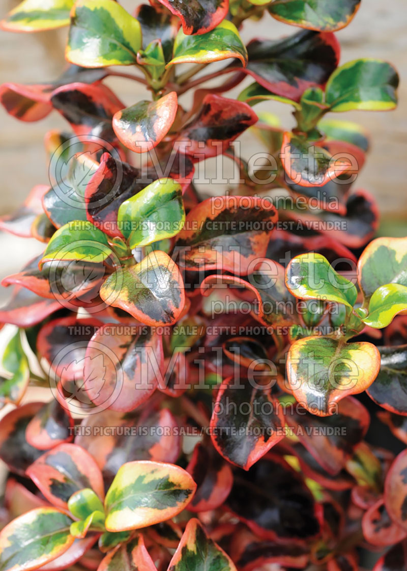 Coprosma Tequila Sunrise  (Australian Mirror Bush) 5 