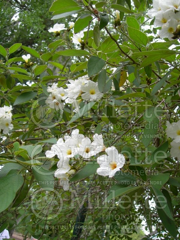 Cordia boissieri (Wild-Olive) 2  