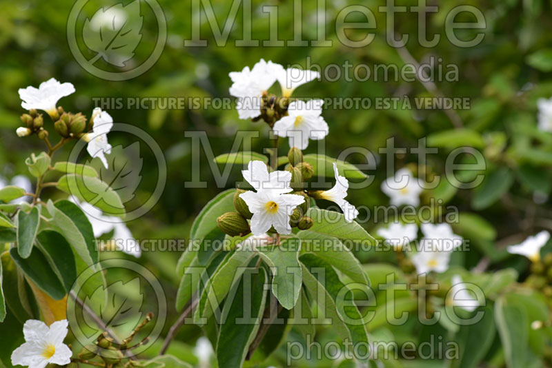 Cordia boissieri (Wild-Olive) 1  