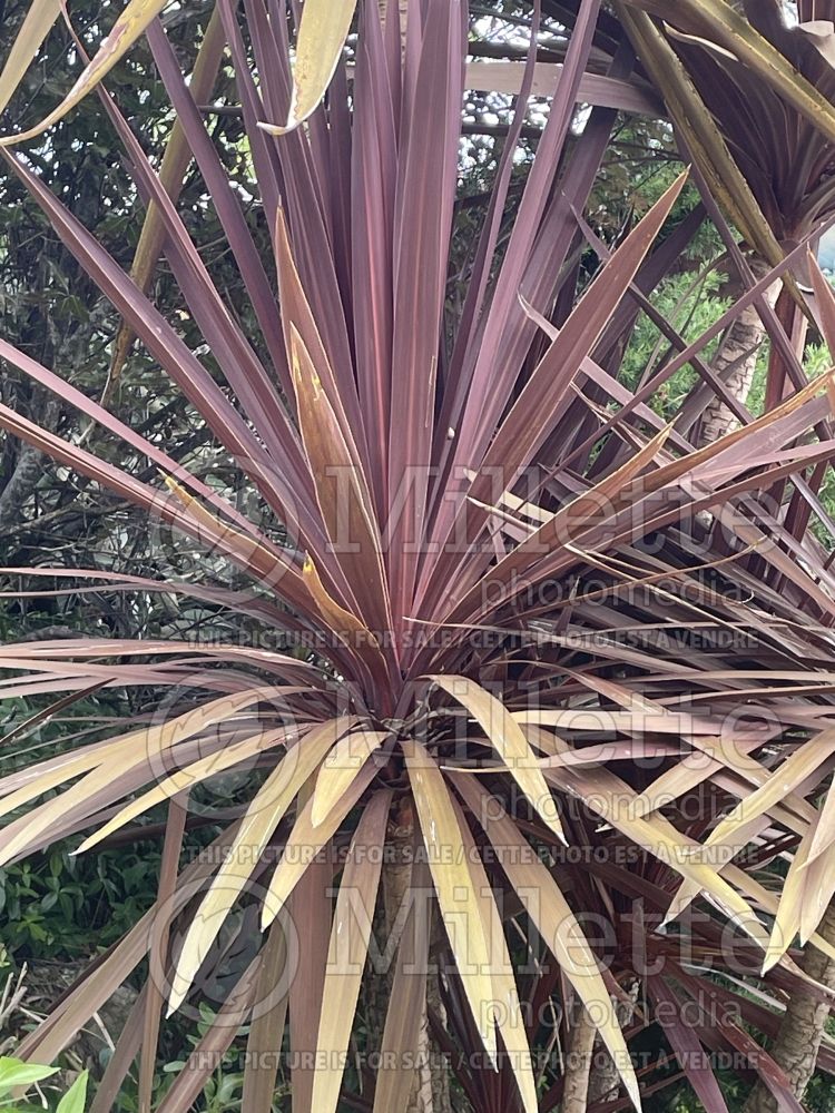 Cordyline aka Dracaena Purpurea (Purple Cabbage Tree or Purple Cordyline) 1 