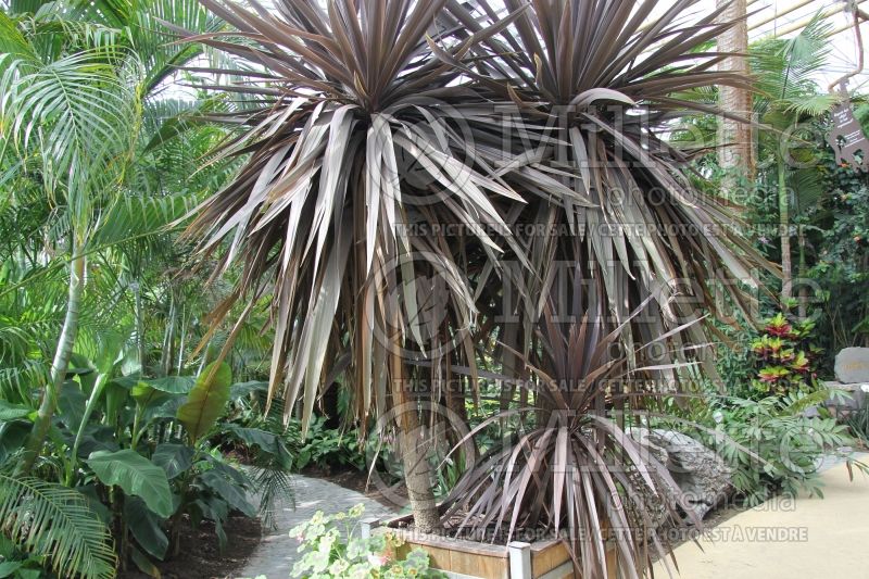 Cordyline Atropurpurea aka Purpurea aka Atropurpureum (False Dracaena) 1 