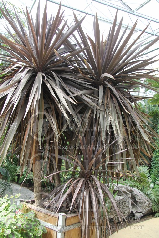 Cordyline Atropurpurea aka Purpurea aka Atropurpureum (False Dracaena) 2 