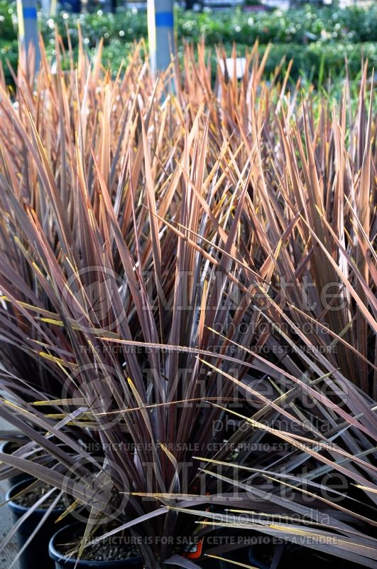 Cordyline Atropurpurea aka Purpurea aka Atropurpureum (False Dracaena) 3 