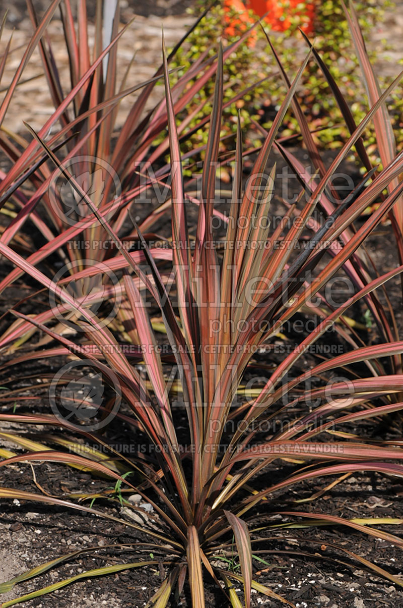 Cordyline Coral (False Dracaena) 1 