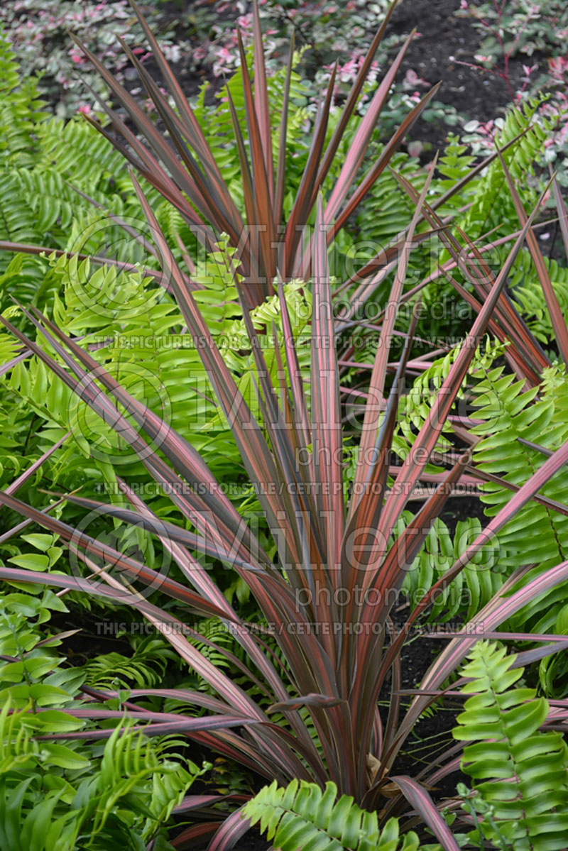 Cordyline Coral (False Dracaena) 2 