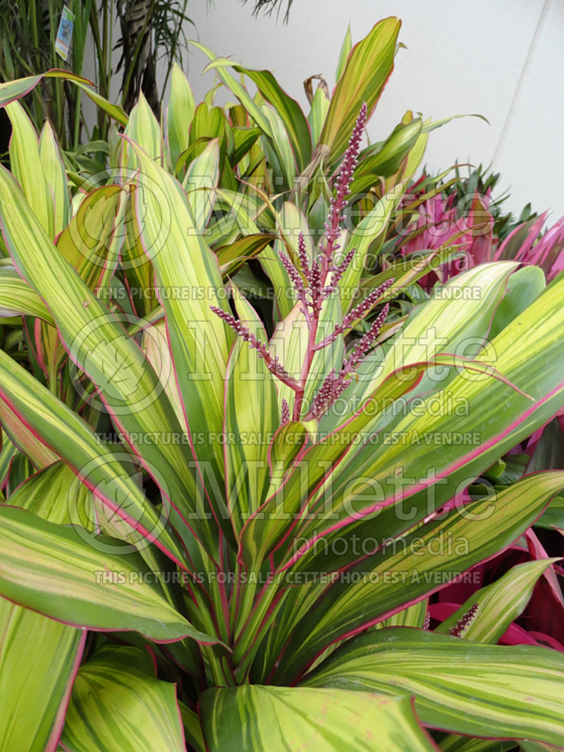 Cordyline australis Kiwi (False Dracaena) 1 