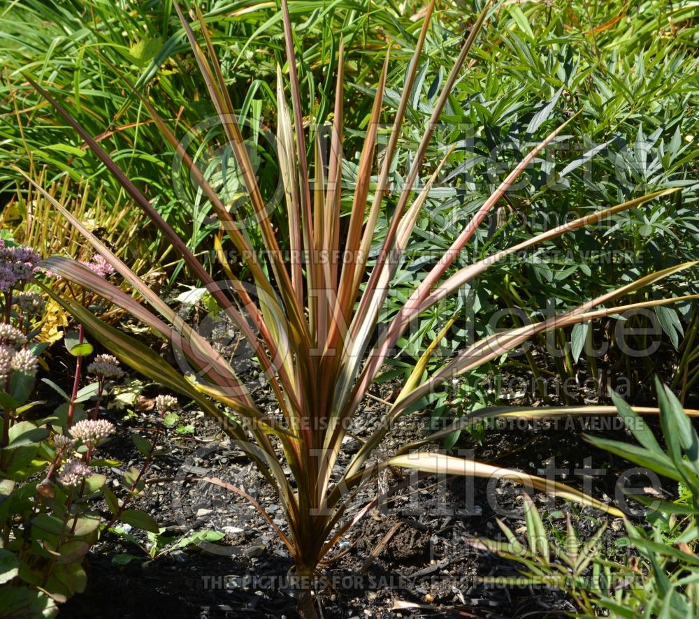 Cordyline Paradise (False Dracaena Grass Palm) 1 