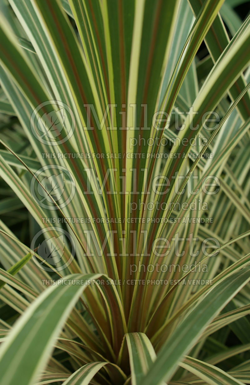 Cordyline Torbay Dazzler (False Dracaena) 1 