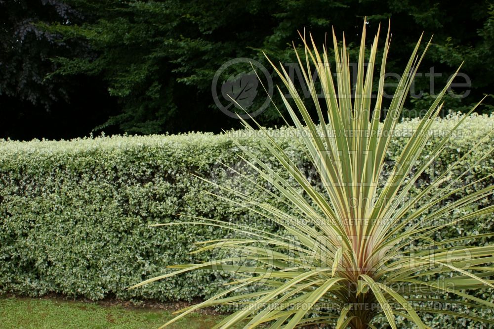 Cordyline Torbay Dazzler (False Dracaena) 2 