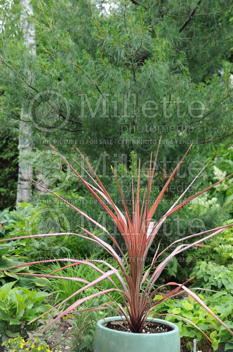 Cordyline Dance Samba (False Dracaena) 1 