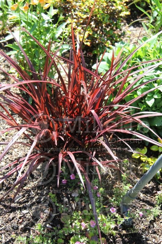 Cordyline Design-a-Line Burgundy (False Dracaena) 1 