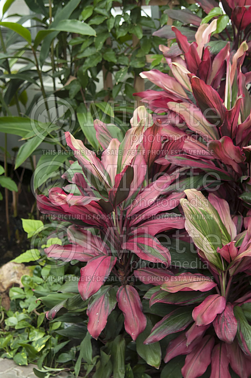 Cordyline Bolero Bicolor (False Dracaena) 1 