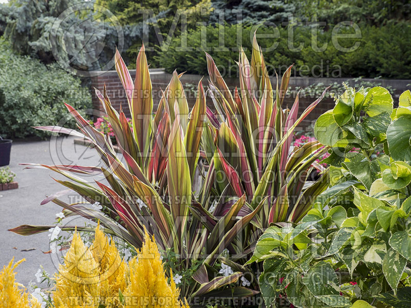 Cordyline Brian's Diamond (False Dracaena cabbage tree) 1 