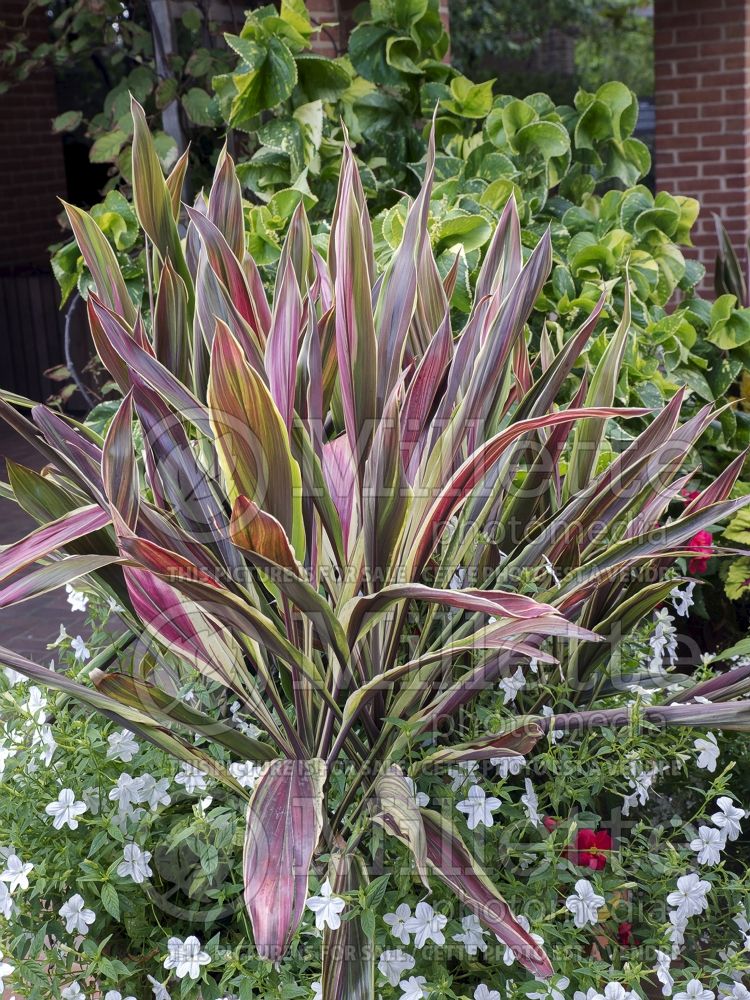 Cordyline Brian's Diamond (False Dracaena cabbage tree) 2 