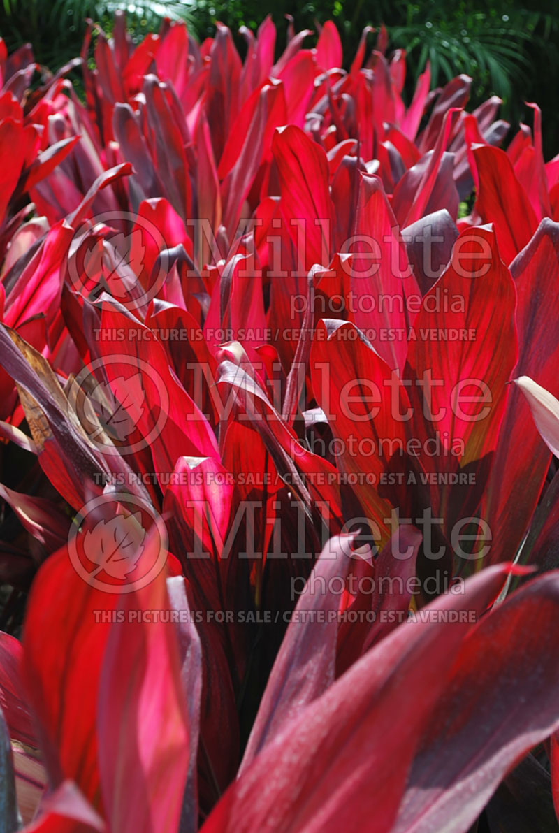 Cordyline Florica Red (False Dracaena cabbage tree) 1 